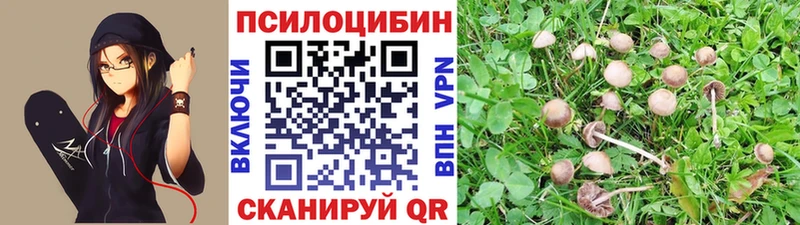 OMG как войти Суворов Псилоцибиновые грибы Cubensis